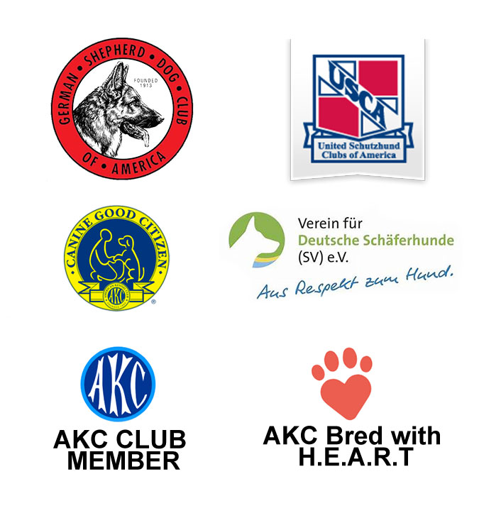 Trained German Shepherds For Sale Florida - Canine Extreme