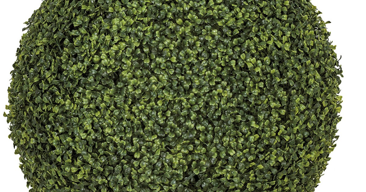 The Preservation Process: How Natural Boxwood is Transformed into Long-Lasting Topiary Balls