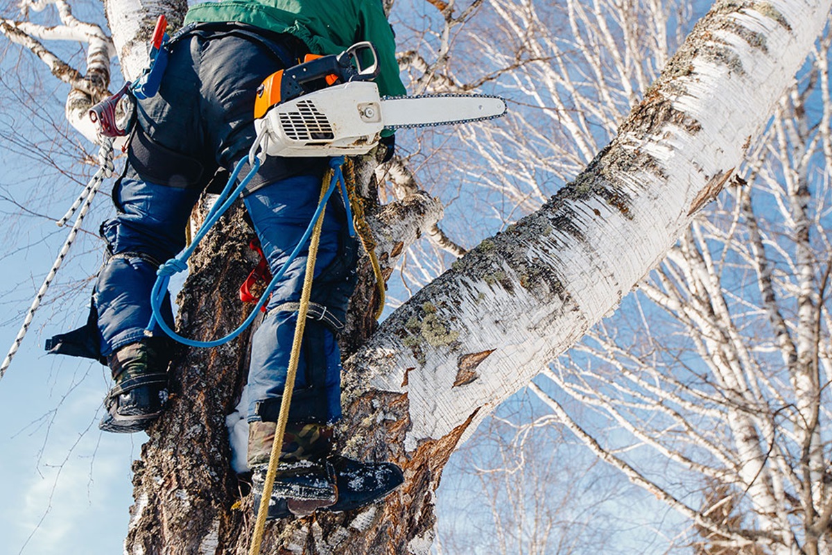 Hiring an Arborist: Benefits and Key Considerations – Vibe Sphere