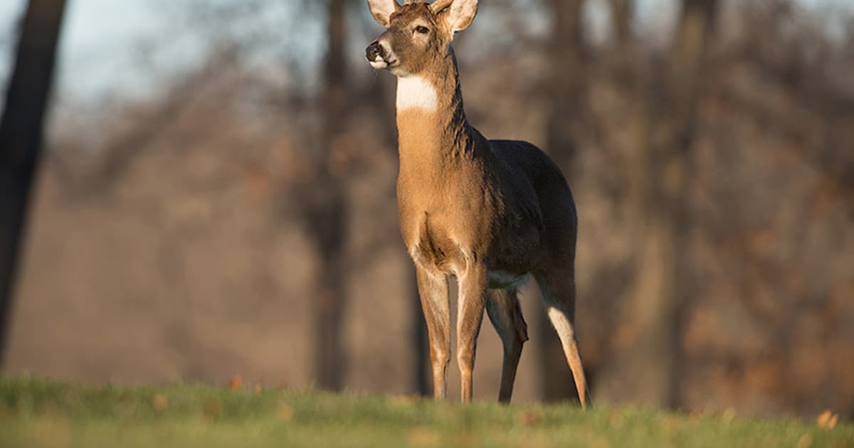 Talking Back: How to Choose the Right Deer Call for Your Hunt