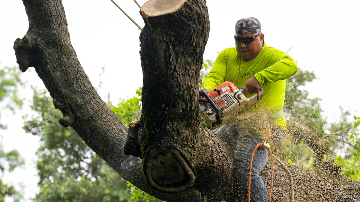 Tree Removal Done Right: Why You Should Hire Experts – Timeless Pages