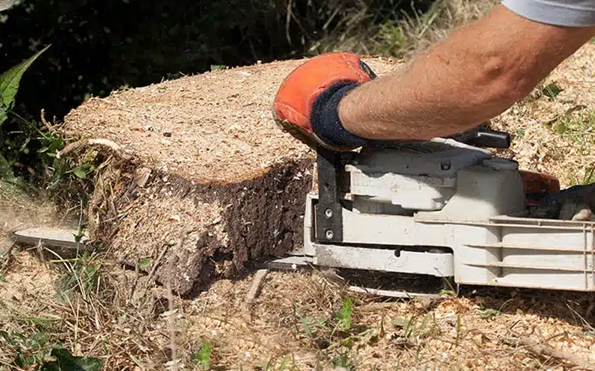 Making the Right Choice: Tree Stump Removal and Grinding Explained - LovingLocal