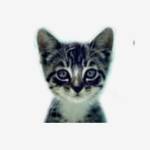 We Love Cats and Kittens