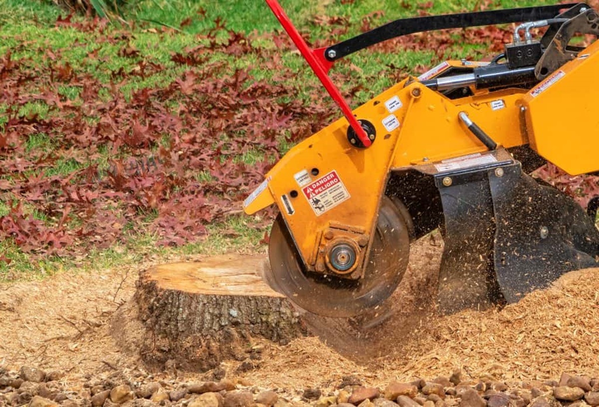 Tree and Stump Removal: Why You Should Call The Pros – Daily Knowledge