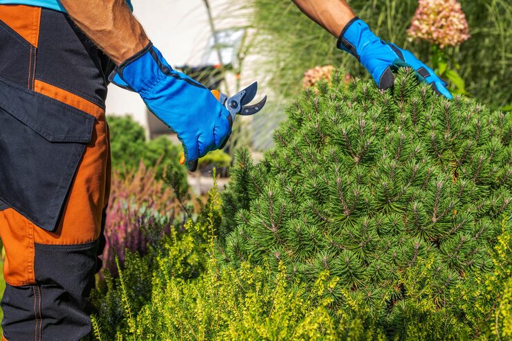 Local Garden Maintenance in Eastwood You Can Actually Trust - Smart SEO Article
