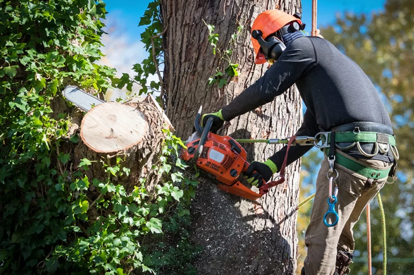 8 Reasons Why Professional Tree Felling Might Be the Only Safest Option - Jim Beam Racing