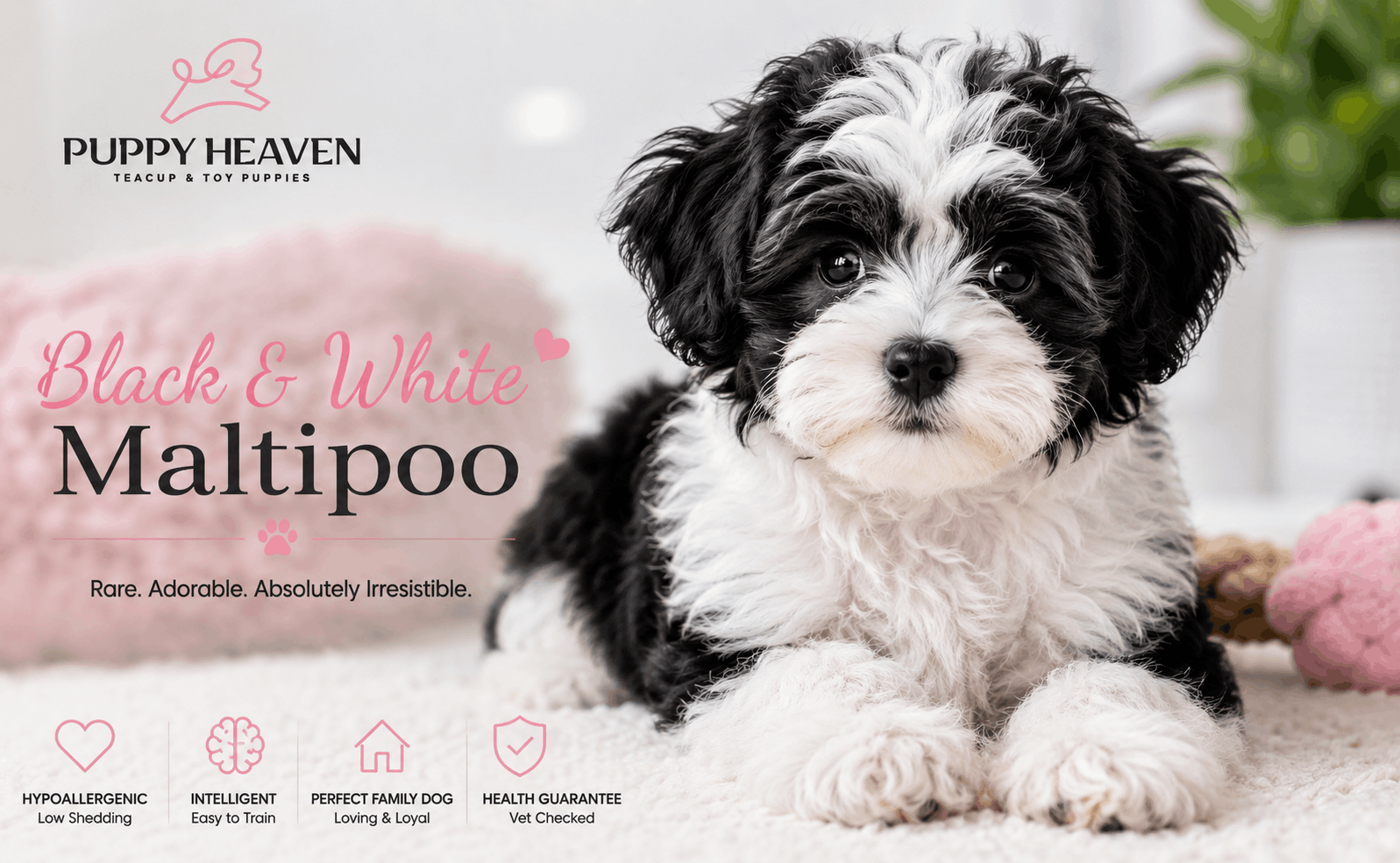 Black and White Maltipoo: Complete Owner's Guide